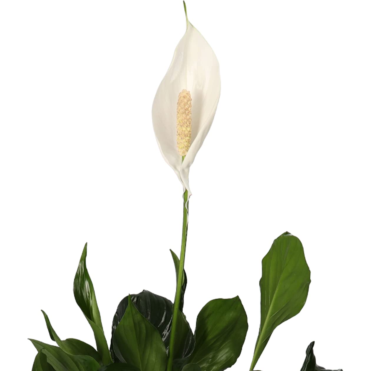 4er-Pflanzenset, Monstera & Dieffenbachia & Spathiphyllum & Areca, 40-45cm, ø 12-15cm Topf, Pflanzen für Wohnung und Büro, Qualität vom Pflanzen Profi