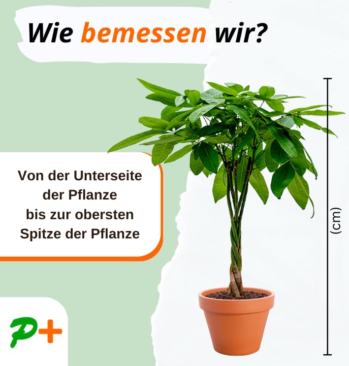 4er-Pflanzenset, Monstera & Dieffenbachia & Spathiphyllum & Areca, 40-45cm, ø 12-15cm Topf, Pflanzen für Wohnung und Büro, Qualität vom Pflanzen Profi