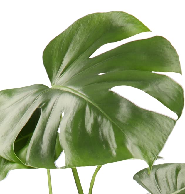 4er-Pflanzenset, Monstera & Dieffenbachia & Spathiphyllum & Areca, 40-45cm, ø 12-15cm Topf, Pflanzen für Wohnung und Büro, Qualität vom Pflanzen Profi