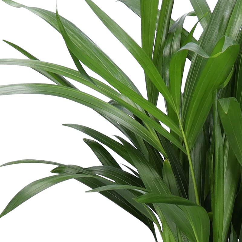 4er-Pflanzenset, Monstera & Dieffenbachia & Spathiphyllum & Areca, 40-45cm, ø 12-15cm Topf, Pflanzen für Wohnung und Büro, Qualität vom Pflanzen Profi