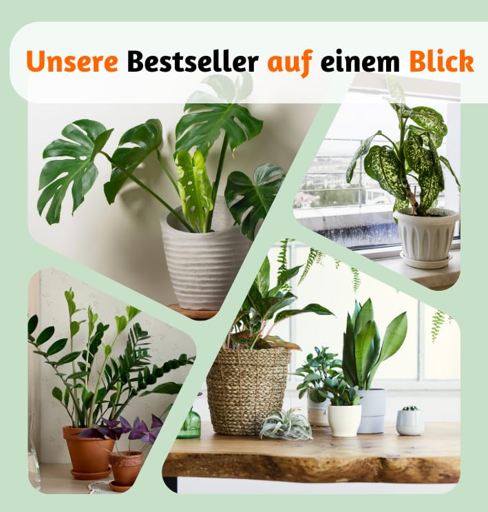 4er-Pflanzenset, Monstera & Dieffenbachia & Spathiphyllum & Areca, 40-45cm, ø 12-15cm Topf, Pflanzen für Wohnung und Büro, Qualität vom Pflanzen Profi