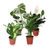 4er-Pflanzenset, Monstera & Dieffenbachia & Spathiphyllum & Areca, 40-45cm, ø 12-15cm Topf, Pflanzen für Wohnung und Büro, Qualität vom Pflanzen Profi