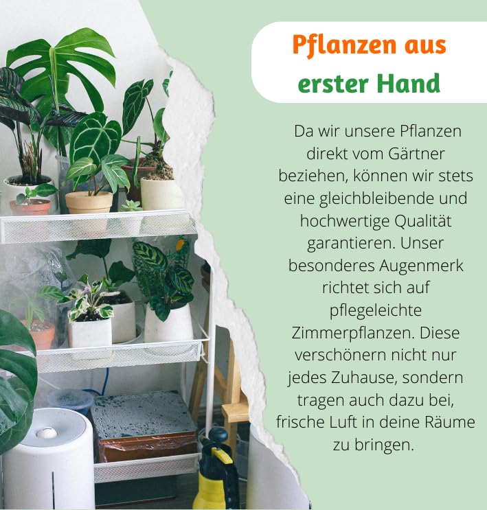 4er-Pflanzenset, Monstera & Dieffenbachia & Spathiphyllum & Areca, 40-45cm, ø 12-15cm Topf, Pflanzen für Wohnung und Büro, Qualität vom Pflanzen Profi